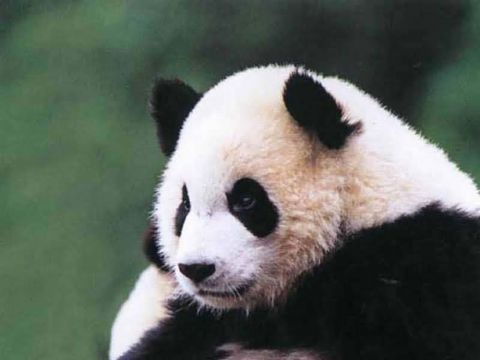 可爱大熊猫高清电脑壁纸