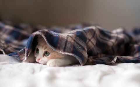 猫星人桌面壁纸图集
