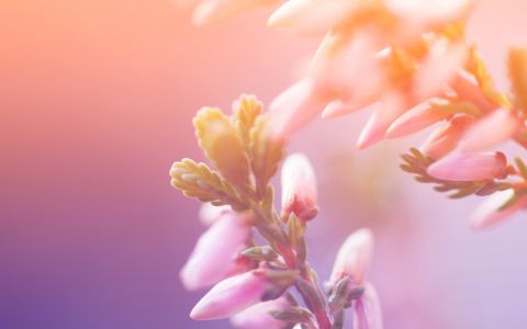 美丽花朵图片桌面壁纸图集