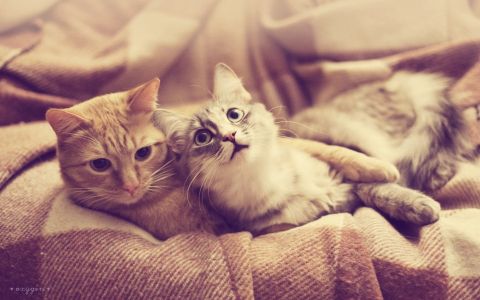 萌猫高清壁纸图片